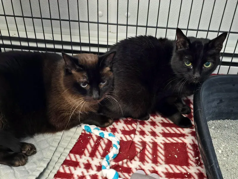 A senior large-sized female Black Domestic Short Hair cat named Juno & Tupelo for adoption in Winthrop, ME