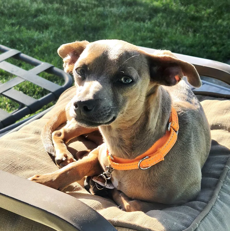 A baby small-sized female Yellow / Tan / Blond / Fawn Chiweenie dog named Tilly for adoption in Lincolnshire, IL