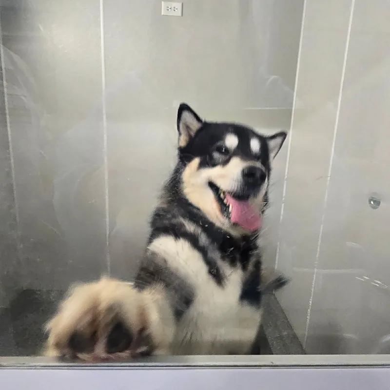 Mulligan thumbnail 2