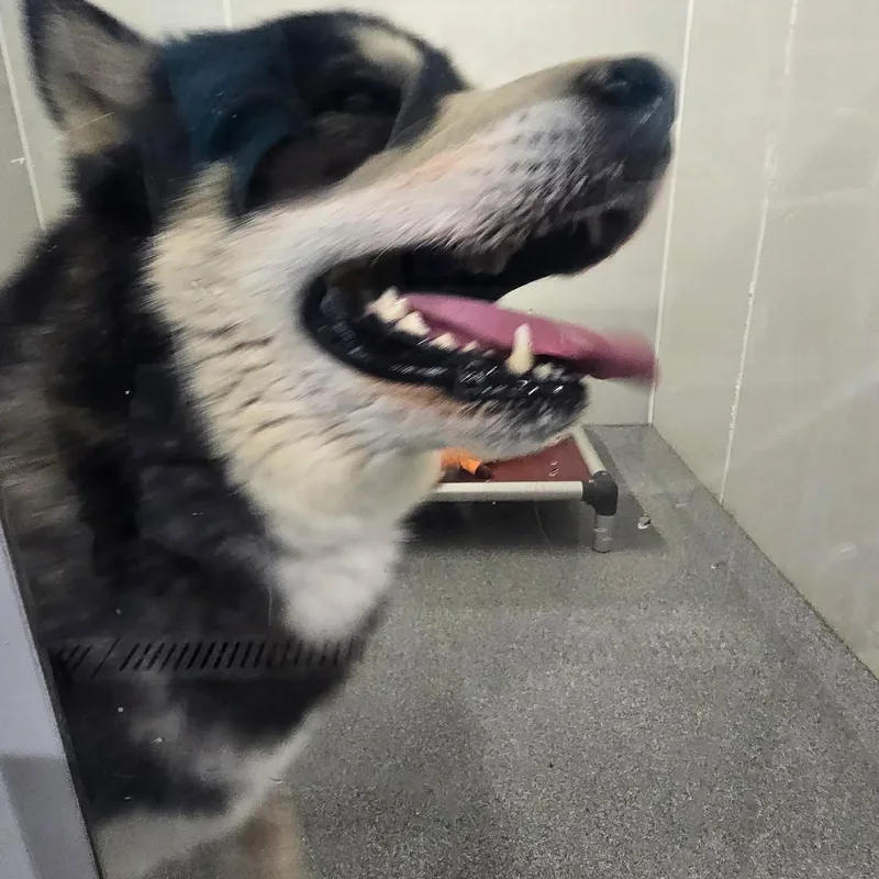 Mulligan thumbnail 3