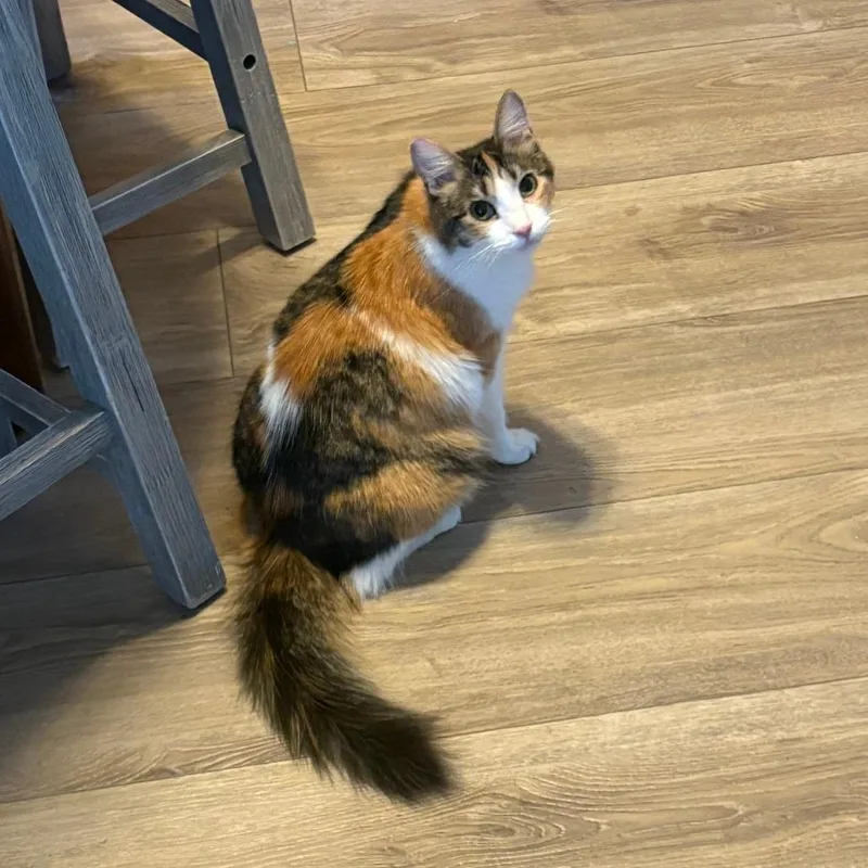 A young small-sized female Calico Domestic Medium Hair cat named Autumn for adoption in Hemet, CA