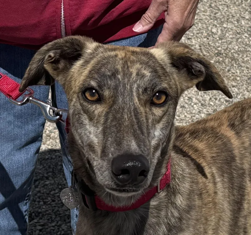 A young large-sized male Greyhound dog named Shaker for adoption in Goshen, IN