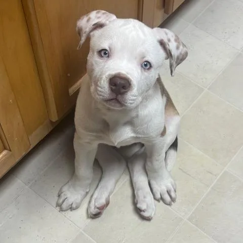 A baby small-sized female Red / Chestnut / Orange Pit Bull Terrier dog named Princess for adoption in Dayton, OH