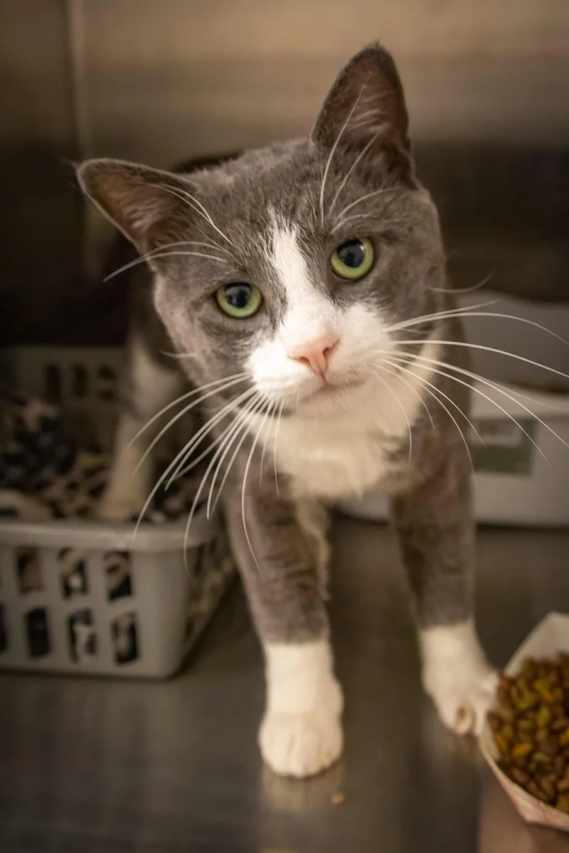 An adult large-sized male Tuxedo cat named Zephyr for adoption in Greenville, DE