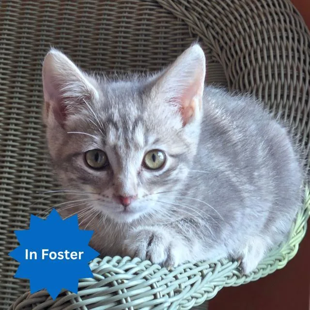 A baby small-sized male Domestic Short Hair cat named Tolstoy for adoption in Indianapolis, IN