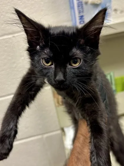 A baby medium-sized female Domestic Medium Hair cat named Sweetie for adoption in Wichita, KS
