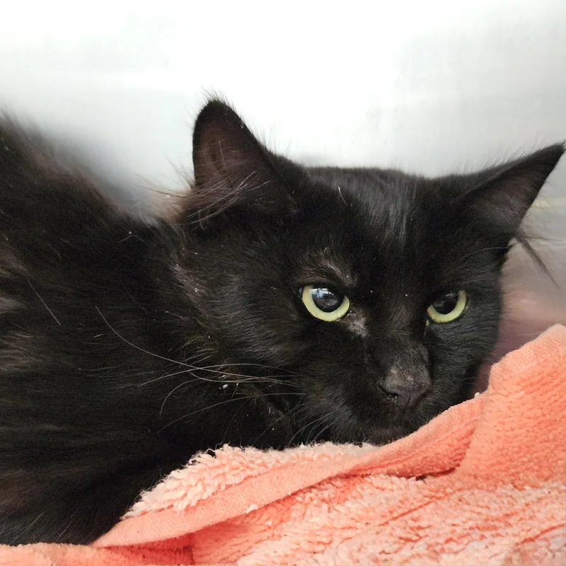 A baby medium-sized female Black Domestic Long Hair cat named Spring for adoption in Oakland, CA