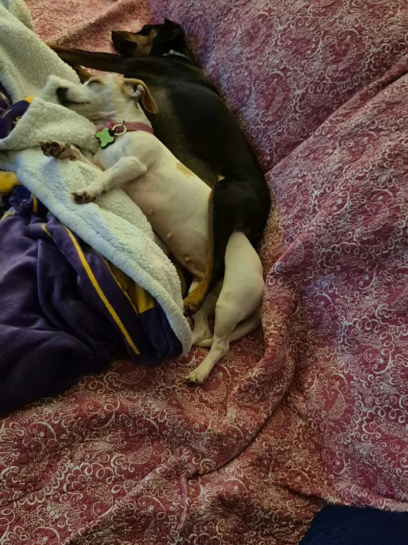 A young small-sized female Dachshund dog named Snowy for adoption in Walker, LA