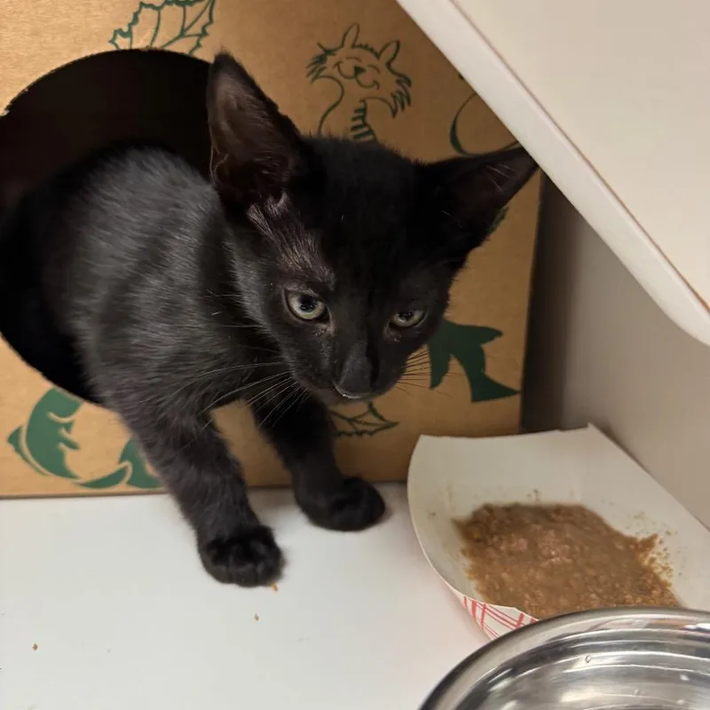 A baby small-sized male Black Domestic Short Hair cat named Risk for adoption in Reno, NV