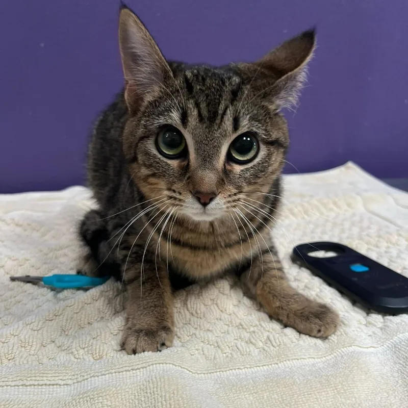 A young medium-sized female Brown / Chocolate Domestic Short Hair cat named Shae for adoption in Englewood, FL