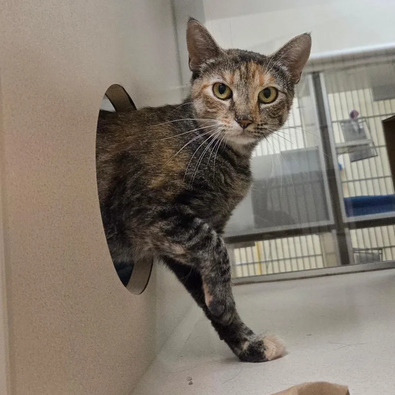 A young medium-sized female Brown / Chocolate Domestic Short Hair cat named Friday for adoption in Ballston Spa, NY