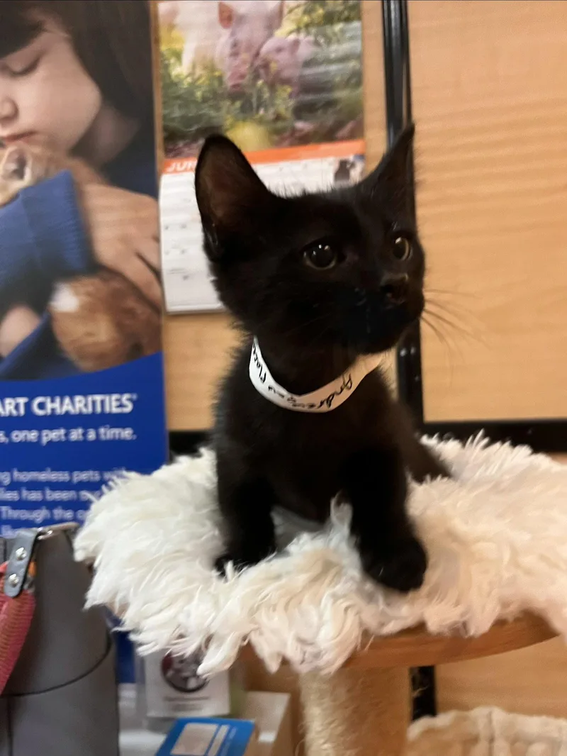 A young medium-sized male Domestic Medium Hair cat named Andrew for adoption in Scottsdale, AZ