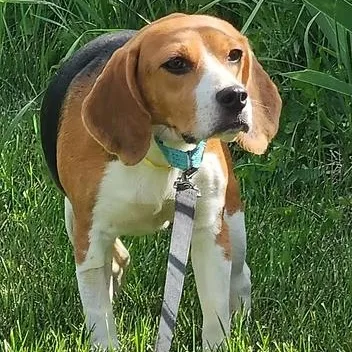 An adult small-sized female Beagle dog named Linda Flynn Fletcher for adoption in Racine, WI