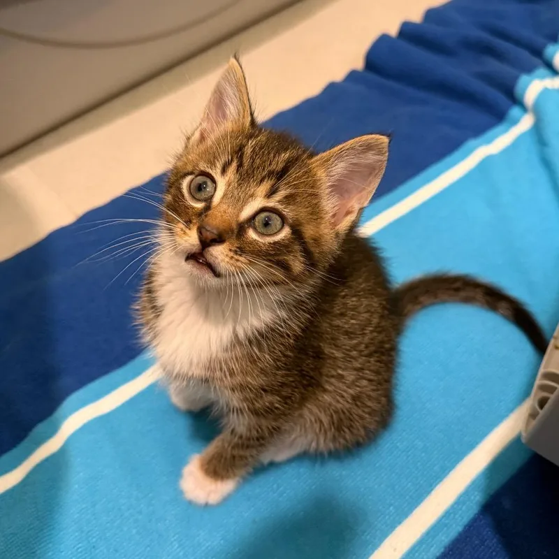 A baby medium-sized male Domestic Short Hair cat named Bean Bags for adoption in Evanston, IL