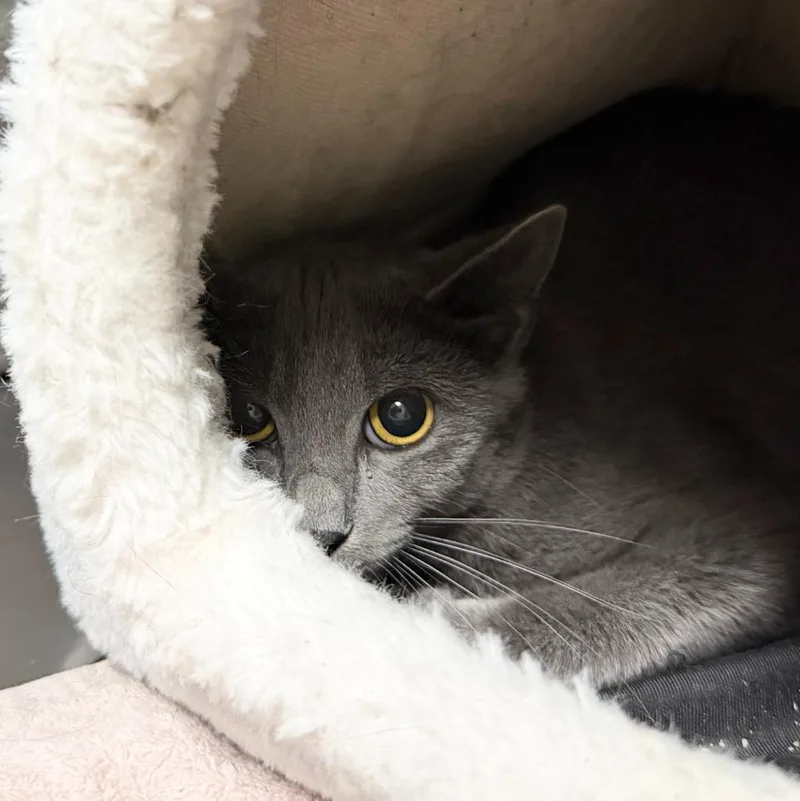 A young small-sized female Domestic Short Hair cat named Damselfly for adoption in State College, PA