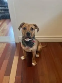 Pepperoni thumbnail 2