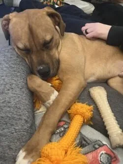 Pepperoni thumbnail 3