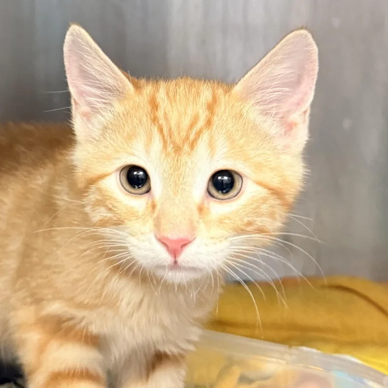 A baby small-sized male Orange / Red Domestic Short Hair cat named Anchor for adoption in Palm Springs, CA