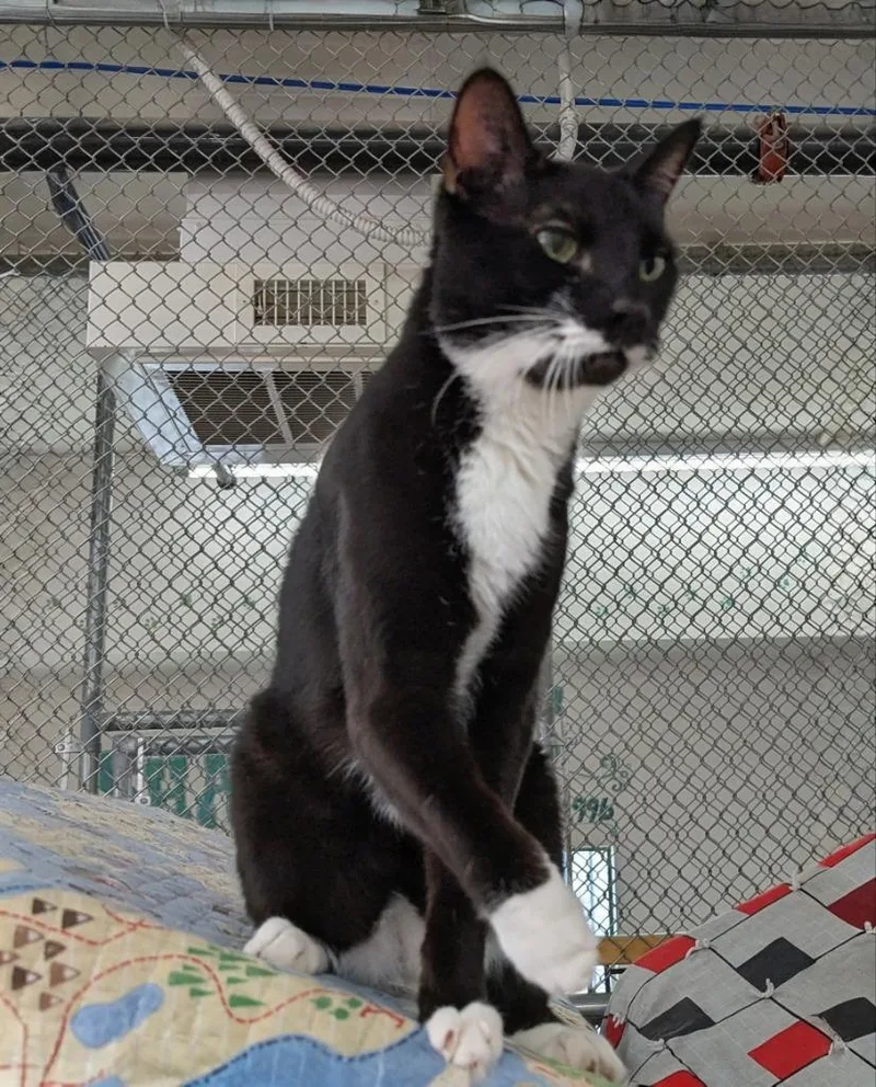 Jasper Aka Boo thumbnail 2