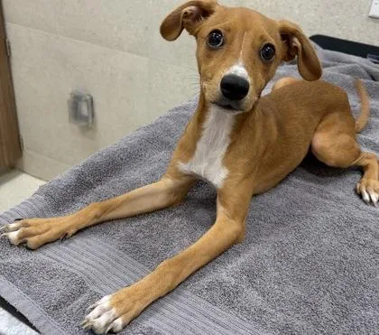 A baby small-sized female Terrier dog named Hooper for adoption in Honolulu, HI