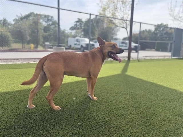 Captain Jack Sparrow