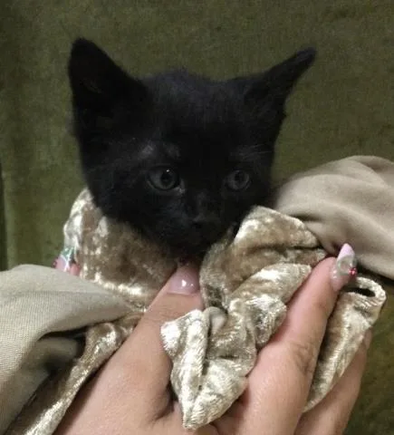 A young small-sized female Domestic Short Hair cat named Lilly for adoption in Riverside, CA