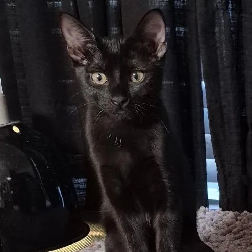 Cleo