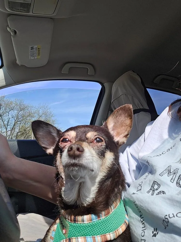A senior small-sized female Tricolor (Brown, Black, & White) Chihuahua dog named Liljah for adoption in Pottstown, PA