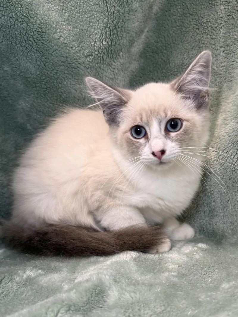A baby medium-sized female Blue Cream Domestic Long Hair cat named Primrose for adoption in Greensboro, NC