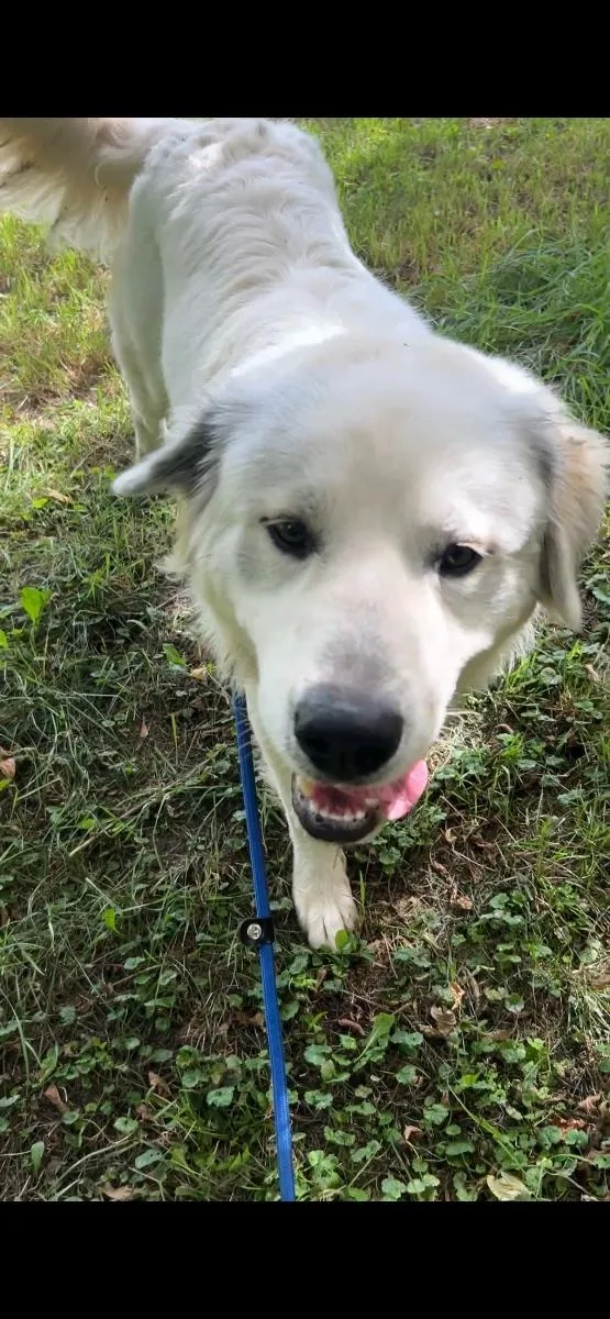 Apollo