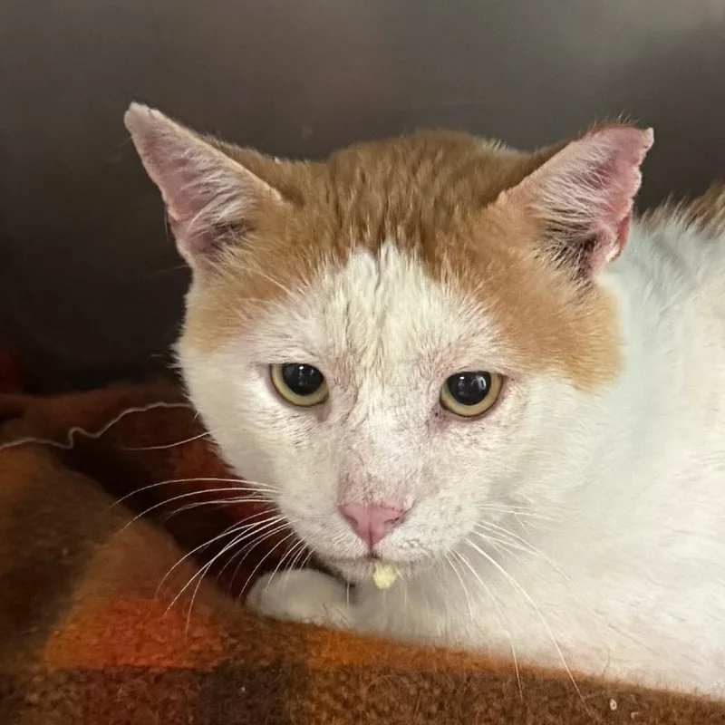 An adult extra large-sized male White Domestic Short Hair cat named Orange Julius for adoption in Lakewood, CO