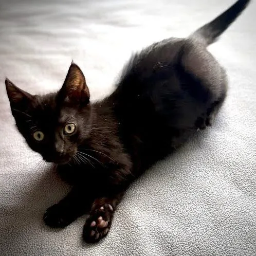 A baby small-sized male Black Domestic Short Hair cat named Bear for adoption in Pleasant Hill, CA
