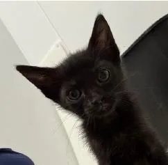 A young medium-sized female Domestic Short Hair cat named Olympia for adoption in Kansas City, MO