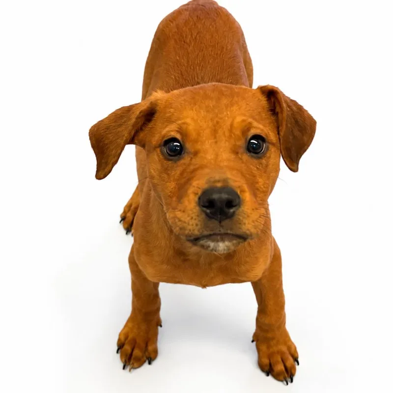 Cinnamon
