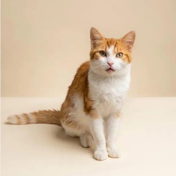 An adult medium-sized female Domestic Short Hair cat named Mango for adoption in Columbia Station, OH