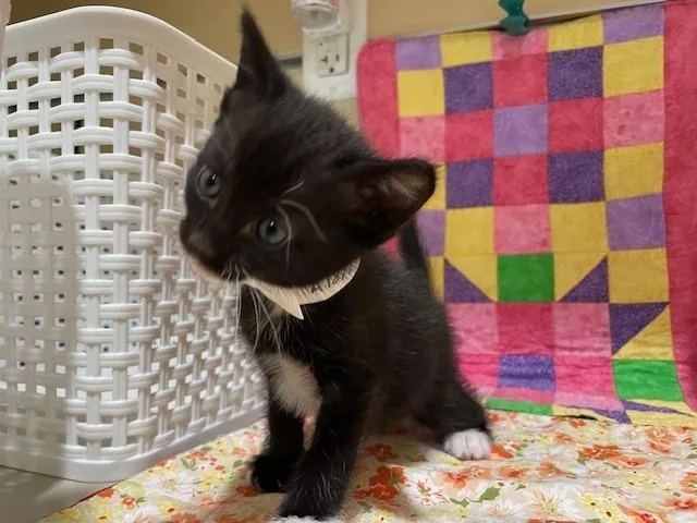 A young small-sized female Domestic Short Hair cat named Noir for adoption in Riverside, CA