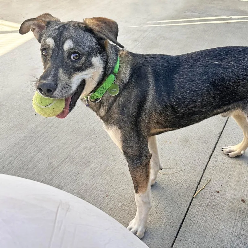 A young medium-sized male Gray / Blue / Silver Mixed Breed dog named Wyatt for adoption in Hailey, ID