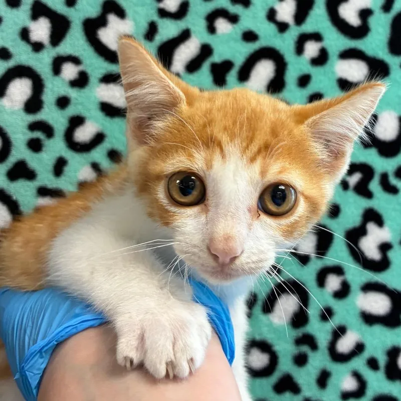 A baby small-sized male Orange / Red Domestic Short Hair cat named Coachwhip for adoption in San Antonio, TX