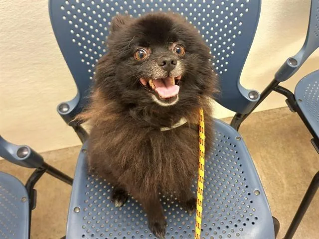 An adult small-sized male Pomeranian dog named Abe for adoption in Phoenix, AZ
