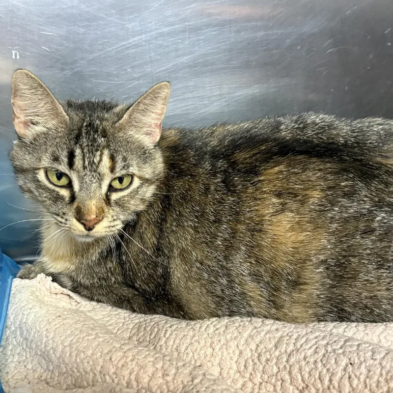 An adult large-sized female Brown / Chocolate Domestic Short Hair cat named Ruby for adoption in Austin, TX