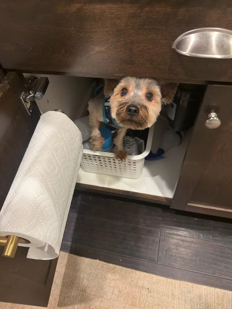 Franklin thumbnail 4