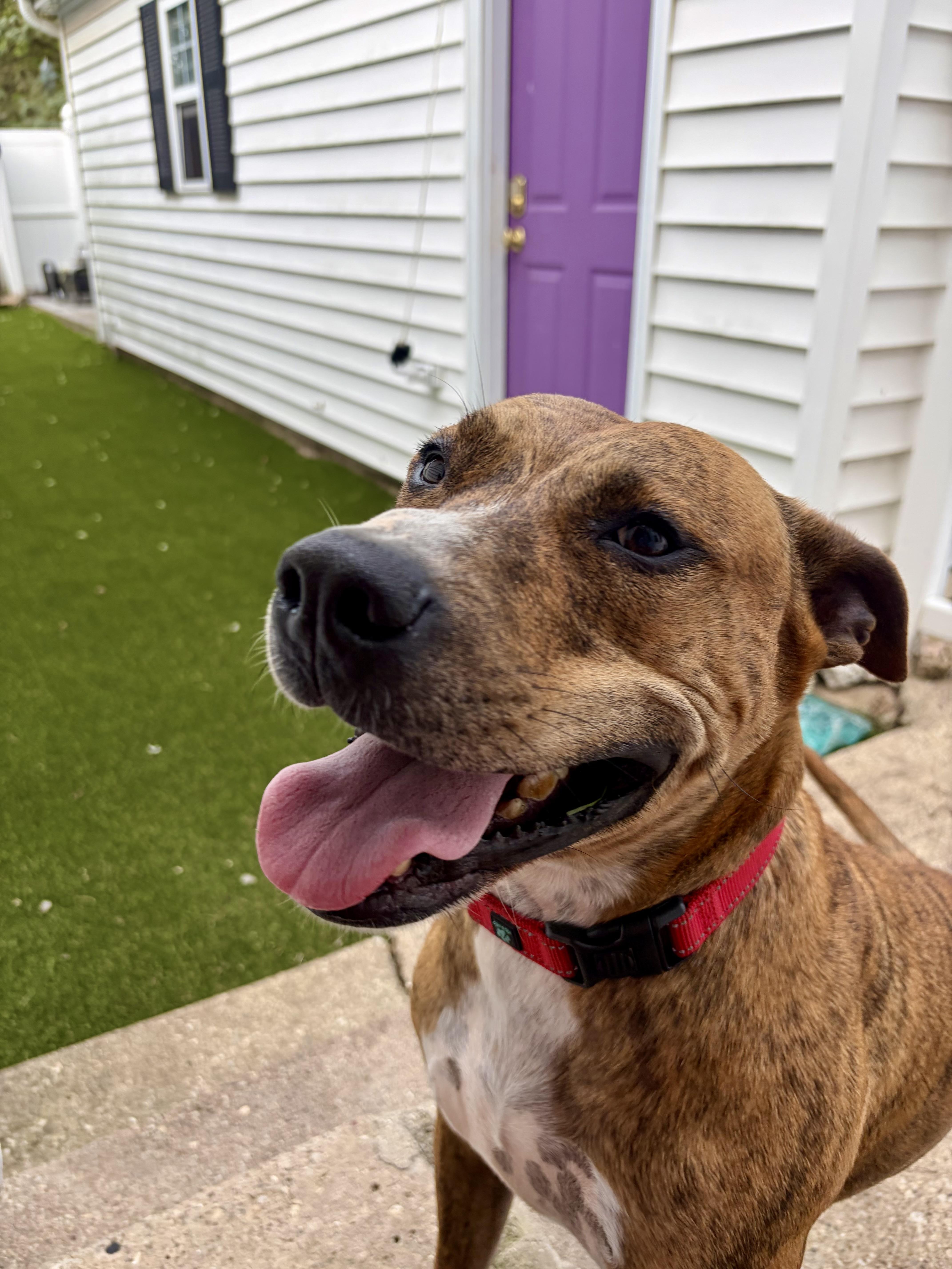 An adult medium-sized male Labrador Retriever dog named March for adoption in Plainfield, IL
