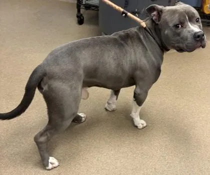 An adult large-sized male Mixed Breed dog named Toggle for adoption in Chamblee, GA