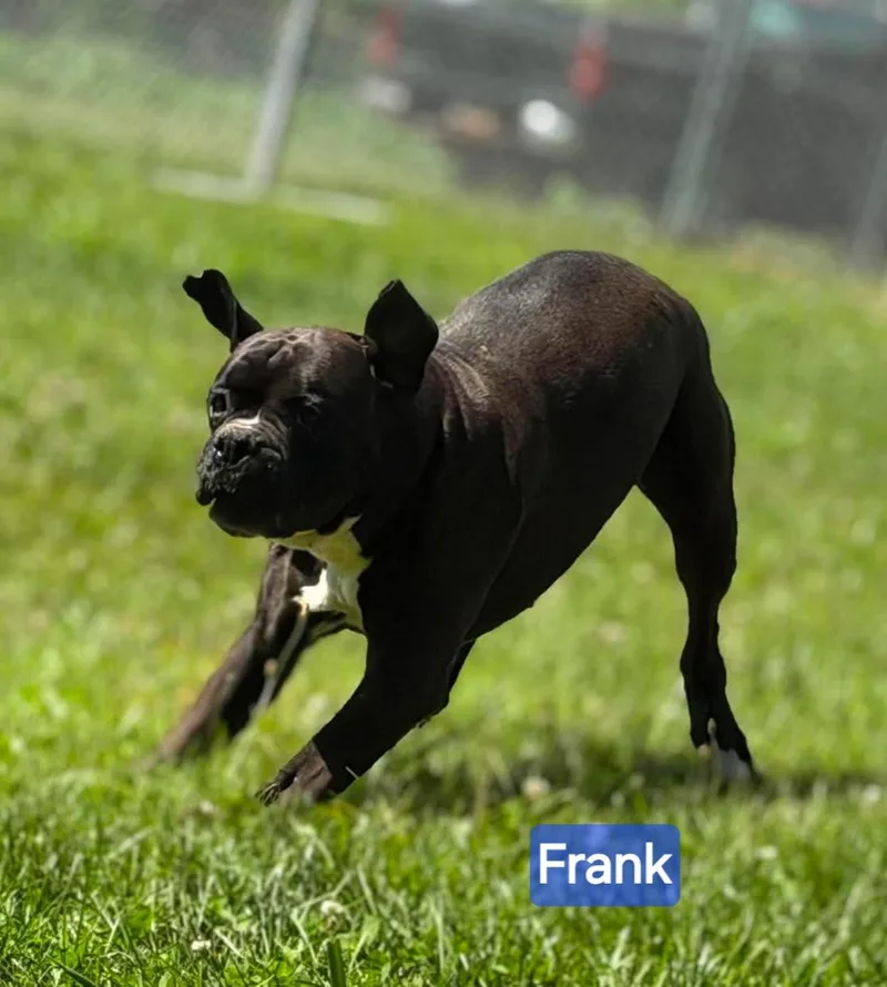 Frank thumbnail 2