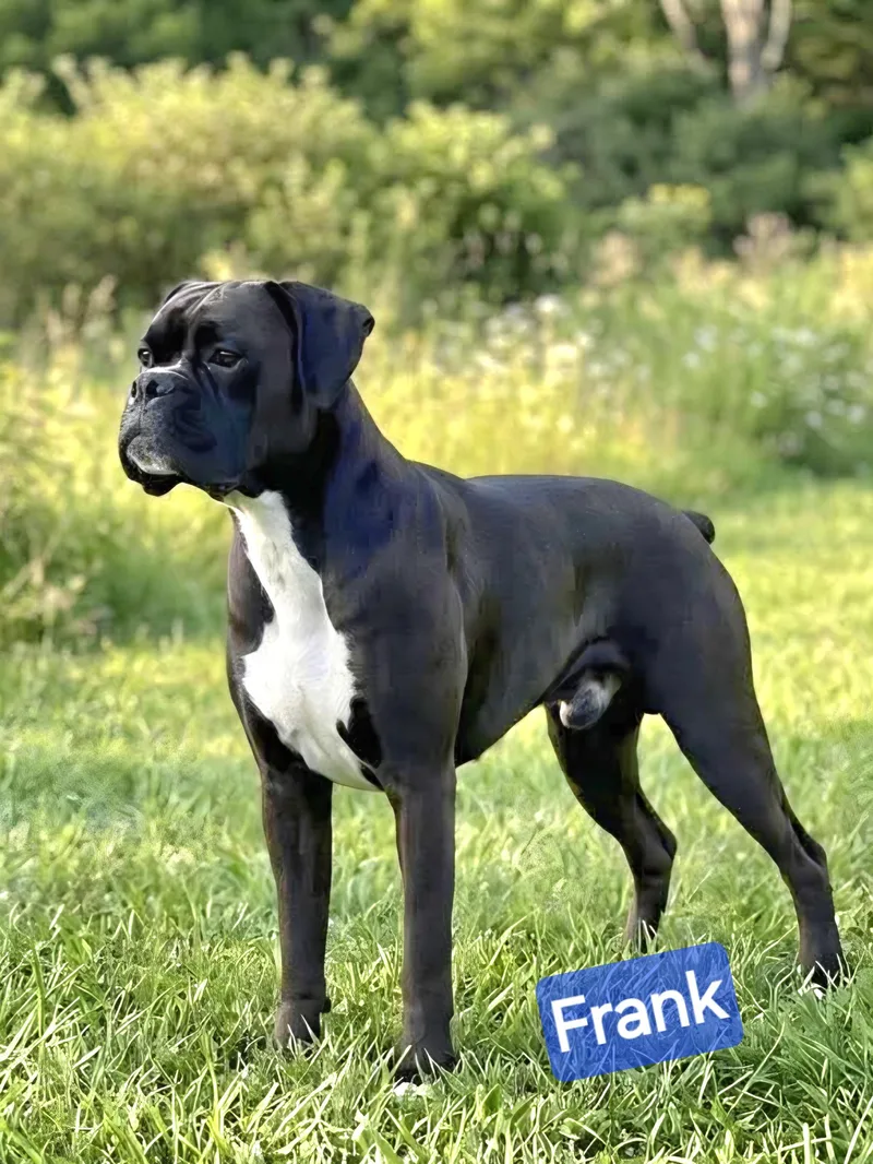 Frank thumbnail 5