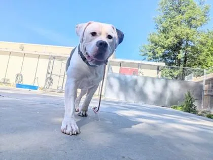 An adult extra large-sized male Black American Bully dog named Rosco for adoption in Nashua, NH