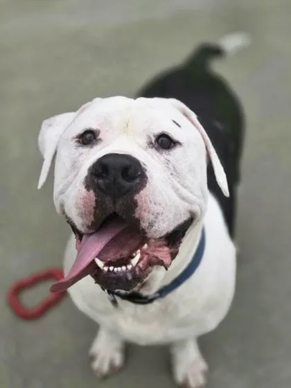 Rosco thumbnail 2
