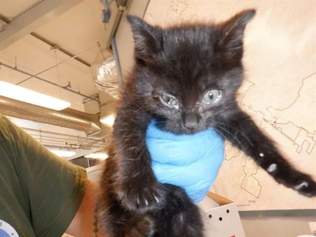 A baby small-sized female Domestic Short Hair cat named Blossom for adoption in San Jose, CA