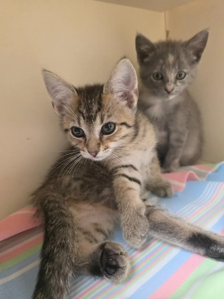 A baby small-sized male Domestic Medium Hair cat named Ice Cream for adoption in Troy, OH