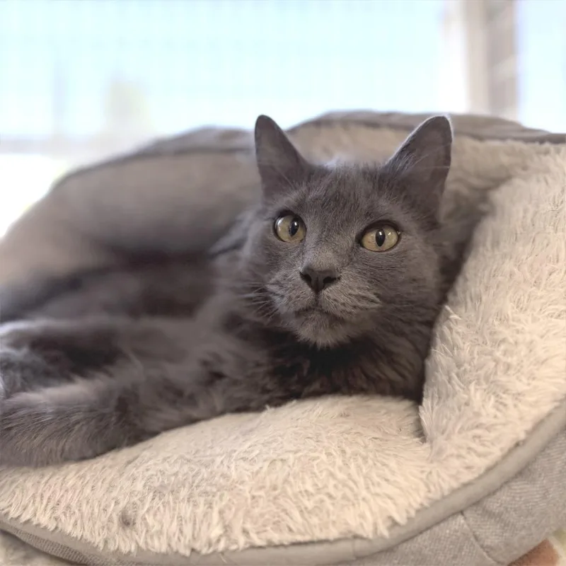 An adult medium-sized female Gray / Blue / Silver Domestic Long Hair cat named Stormy for adoption in Medford, OR